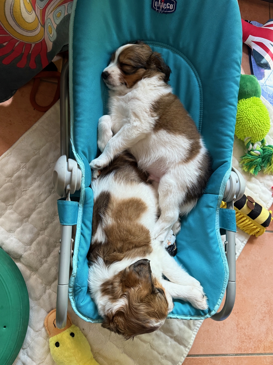Kooikerhondje Welpen