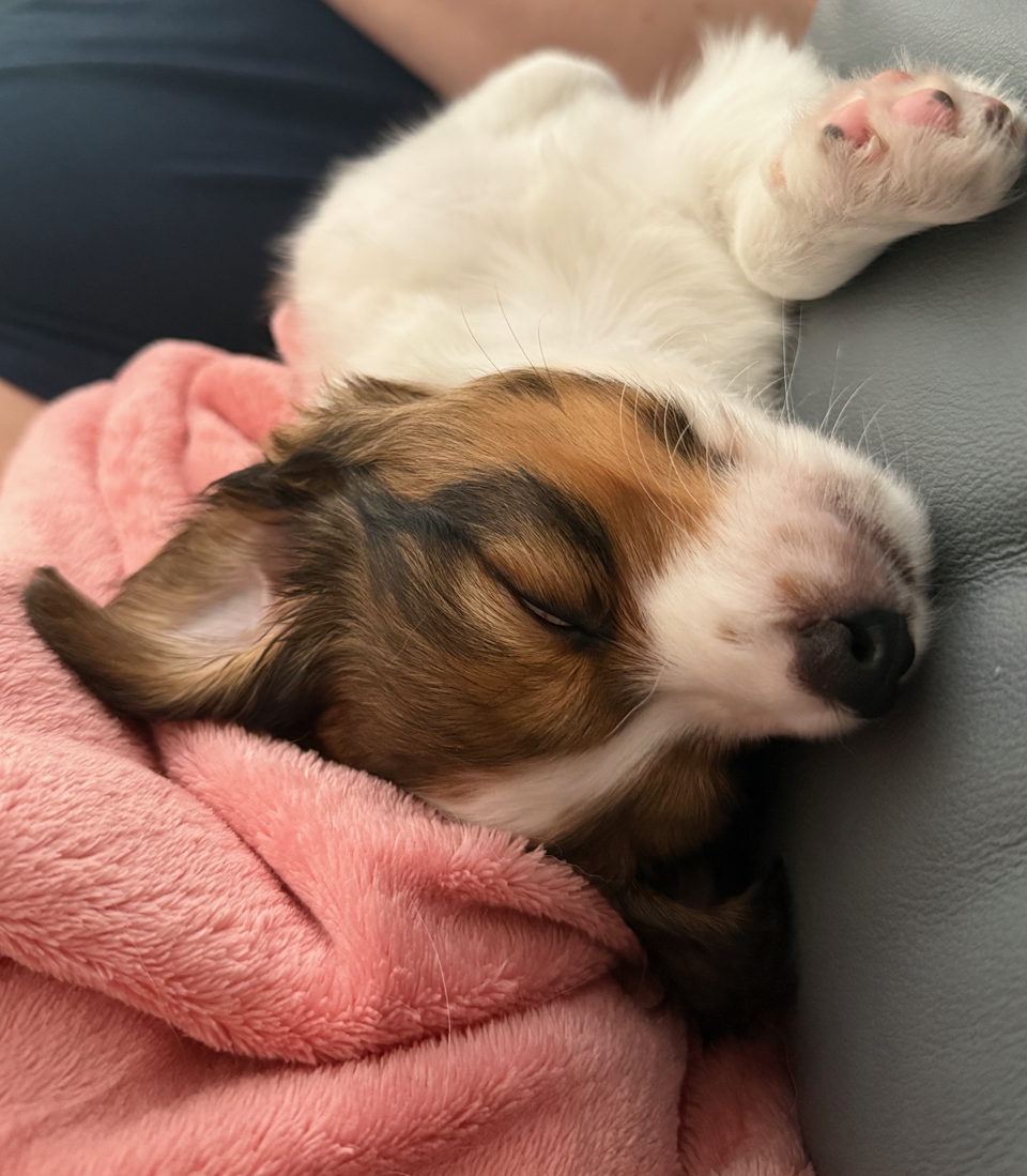 Kooikerhondje Welpen