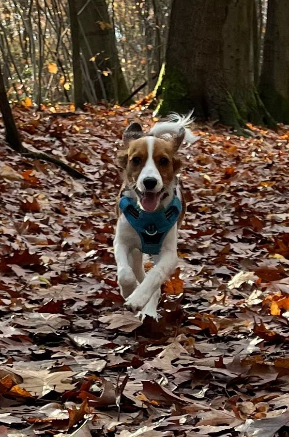 Caspar von den Berliner Pfötchen