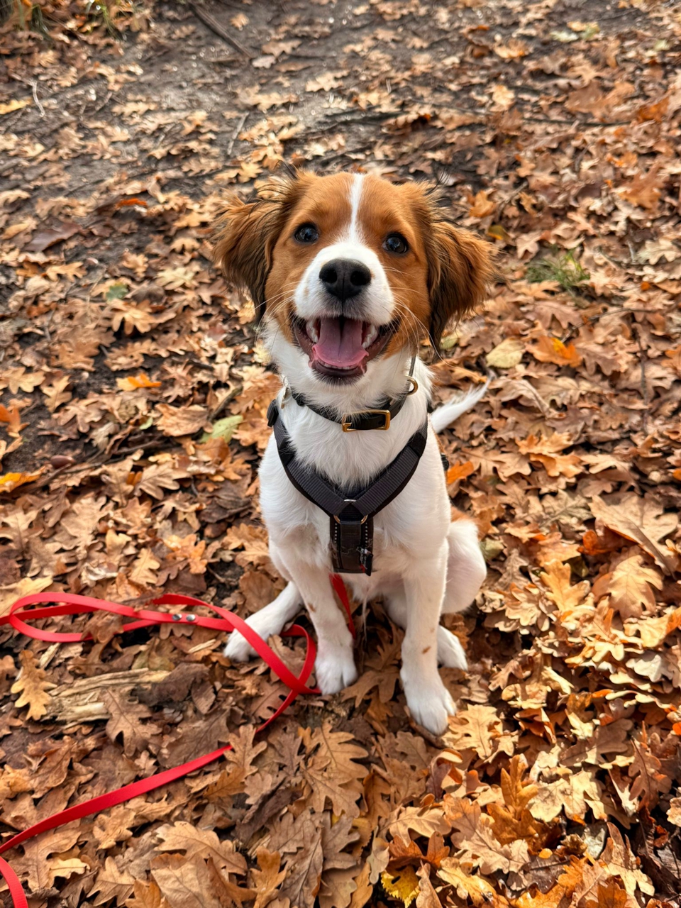 Cpt. Paul von den Berliner Pfötchen