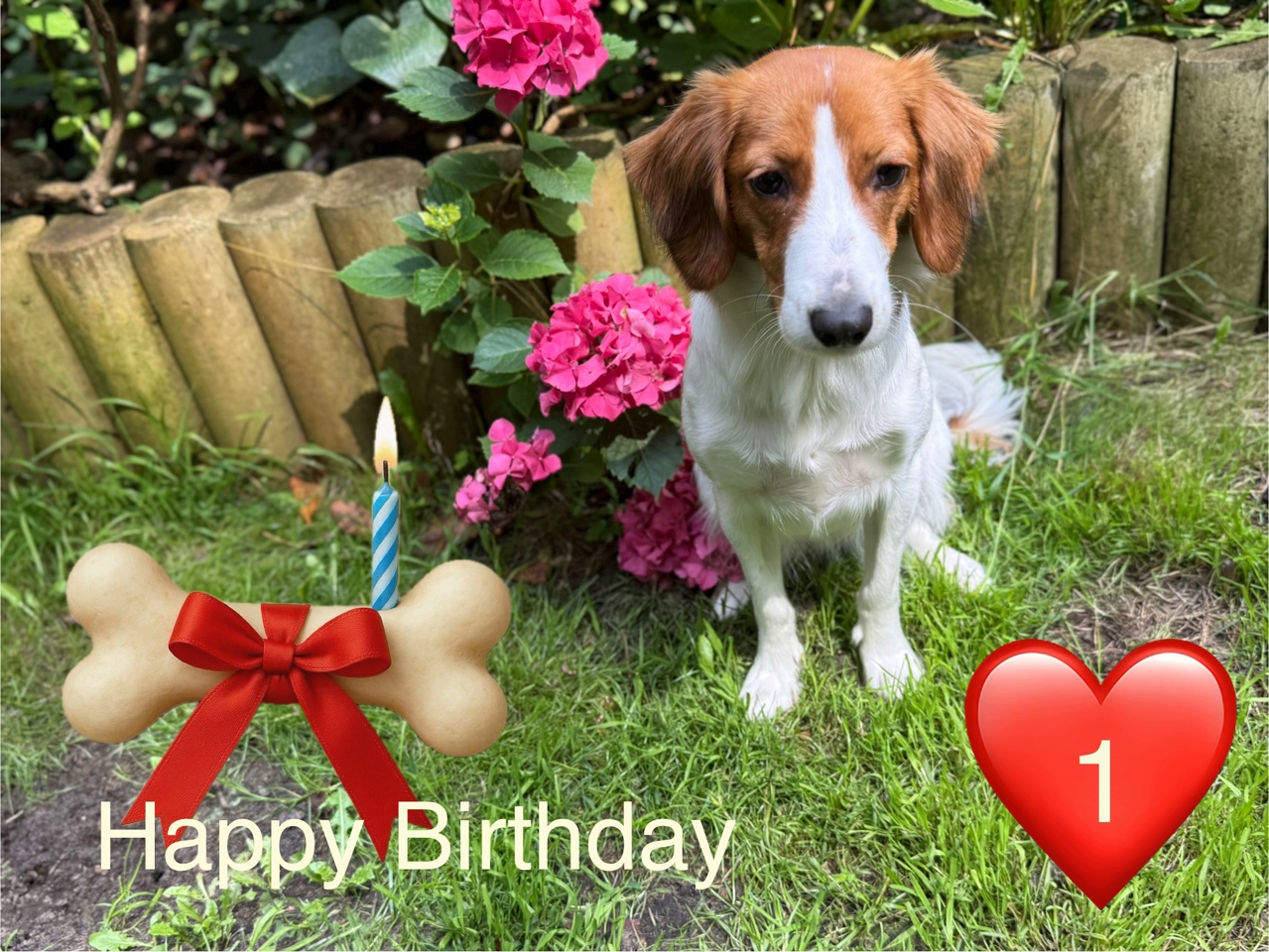 Geburtstag Bonnie Kooikerhondje