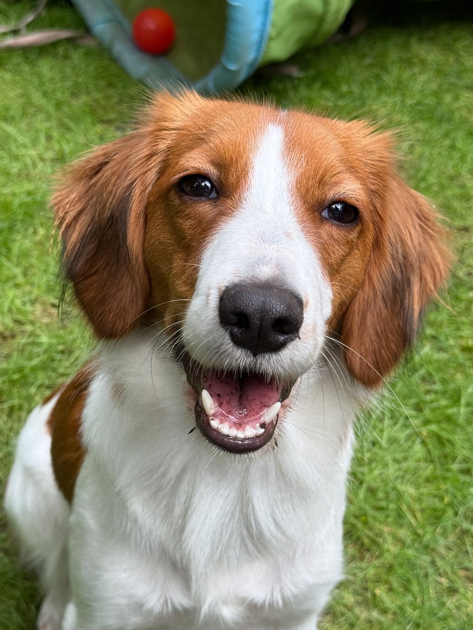 Portrait Kooiker Bonnie