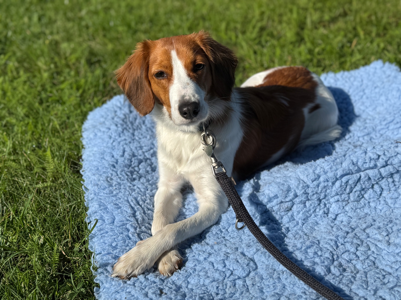 kooiker Bonnie auf Decke