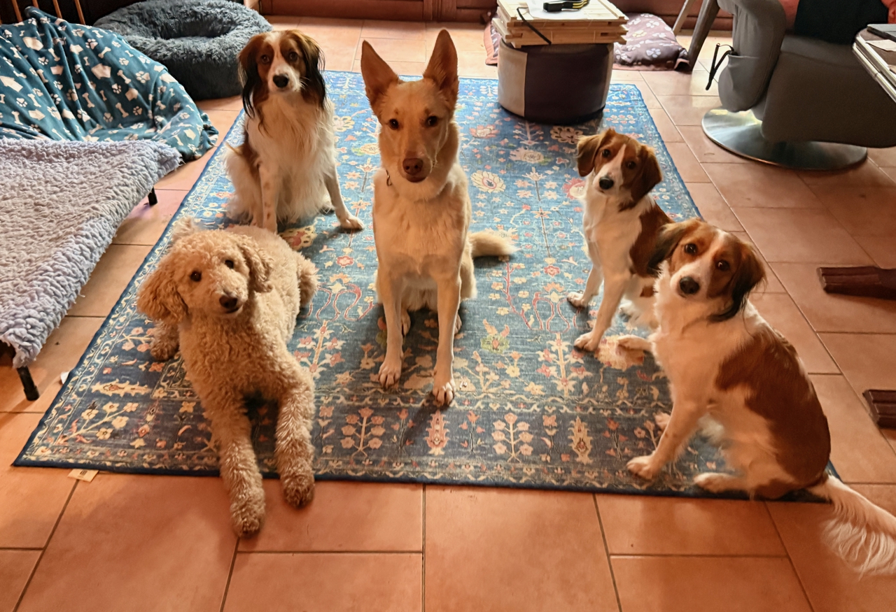 Hundegruppe