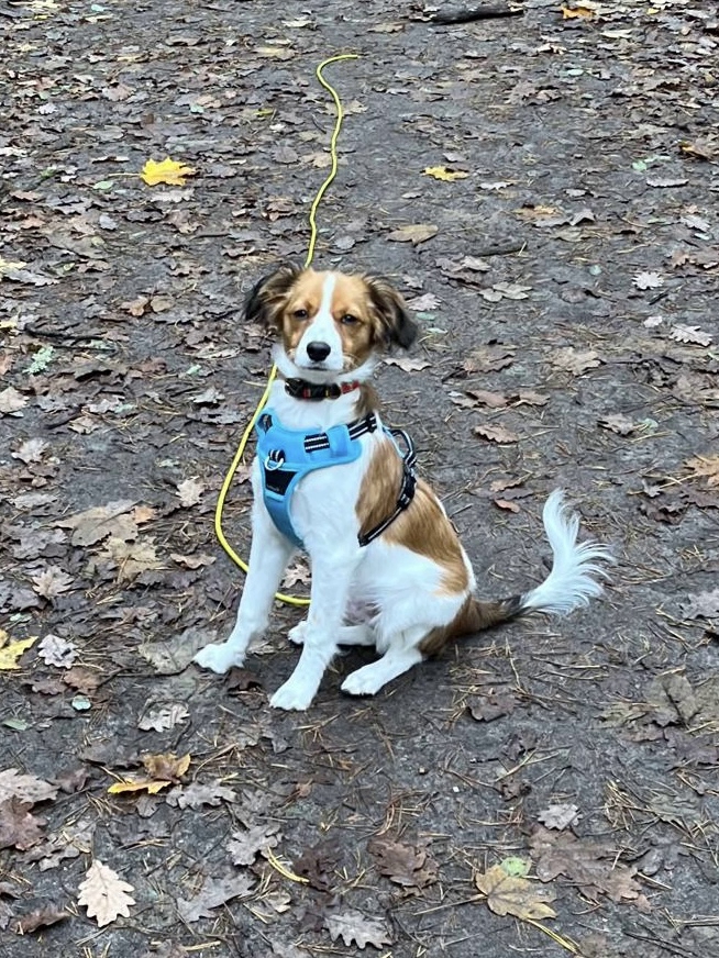 Caspar von den Berliner Pfötchen