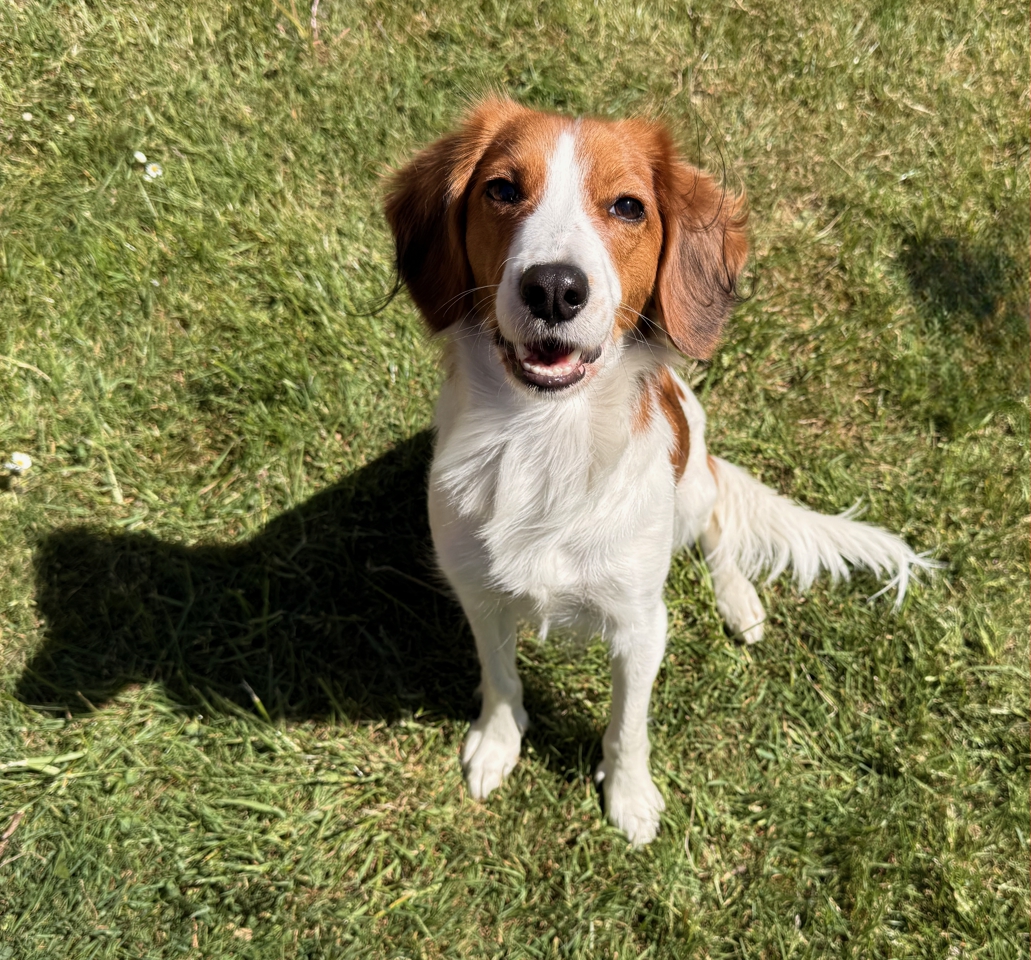 Bonnie Royal Kooiker